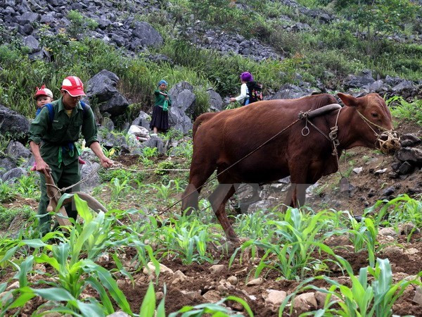 Central Highlands prioritises training rural labourers ảnh 1