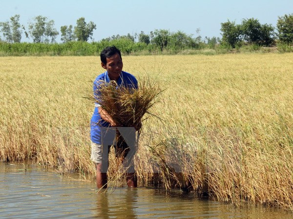 New saline-resistant rice varieties developed for Mekong Delta ảnh 1 New saline-resistant rice varieties developed for Mekong Delta ảnh 1