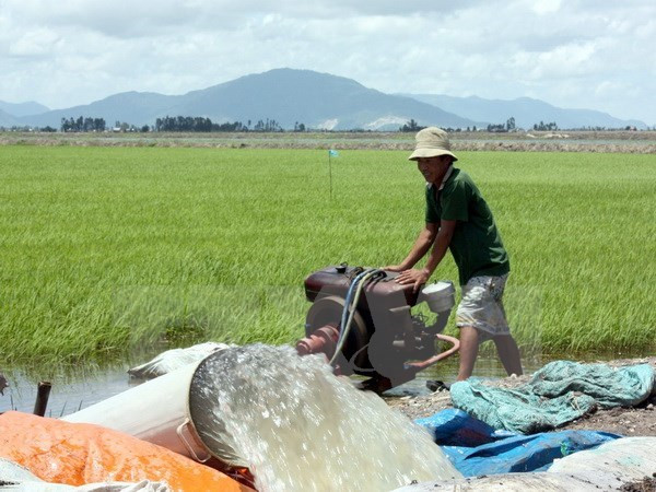 Paddy, rice prices on the rise amid severe saltwater intrusion ảnh 1