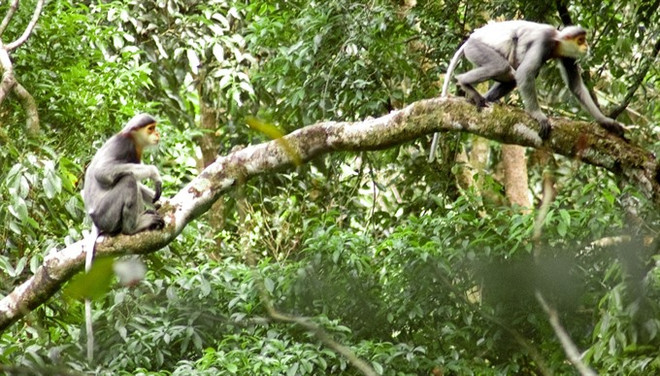 Central province launches project to protect endangered langurs ảnh 1 Central province launches project to protect endangered langurs ảnh 1