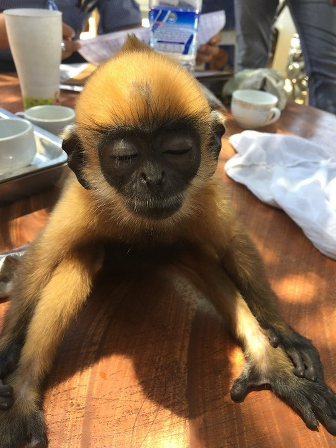 People’s reports help rescue wildlife animals ảnh 1 People’s reports help rescue wildlife animals ảnh 1