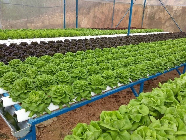HCM City to get high-quality farm products from Long An ảnh 1 HCM City to get high-quality farm products from Long An ảnh 1