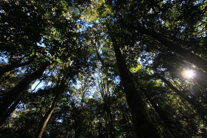 Bidoup-Nui Ba National Park recognised as tourism site ảnh 1