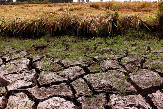 UNDP assists Mekong Delta in drought response efforts ảnh 1 UNDP assists Mekong Delta in drought response efforts ảnh 1