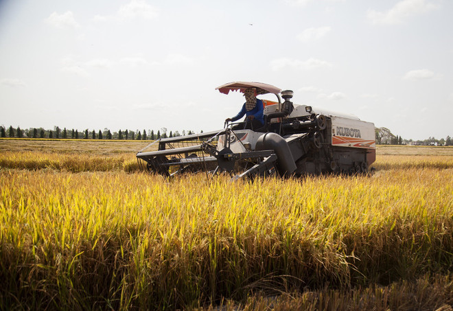 Rosy signs show bright prospect for rice export ảnh 1 Rosy signs show bright prospect for rice export ảnh 1