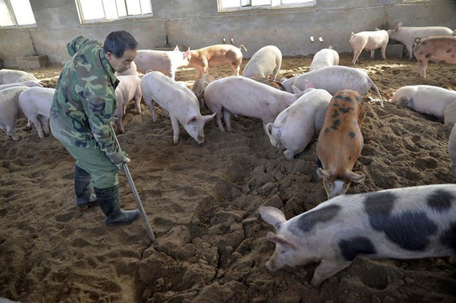 Trade ministry ensures pork supply despite African swine fever outbreak ảnh 1