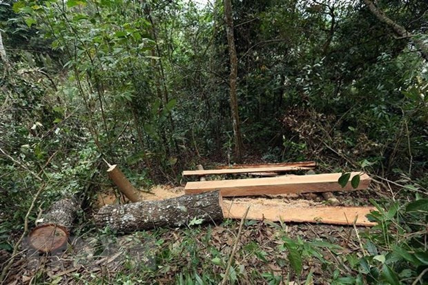 Decline in Vietnam’s deforestation cases ảnh 1