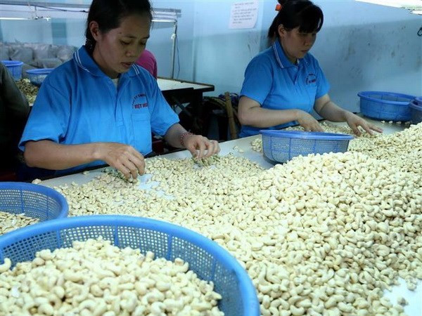 Vietnamese cashew sector seeks to increase export value ảnh 1