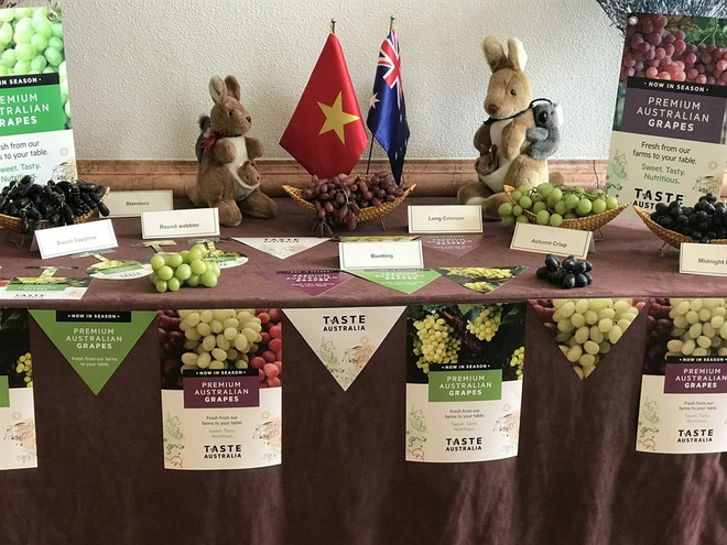 Australia to boost trade ties with Vietnam through table grapes ảnh 1