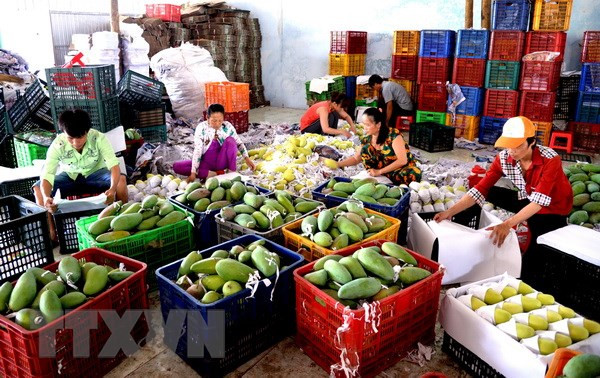 Fruit, vegetable exports down 9.9 percent in Jan-Feb ảnh 1