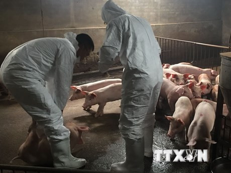 Localities act quickly to stamp out African swine fever outbreaks ảnh 1 Localities act quickly to stamp out African swine fever outbreaks ảnh 1