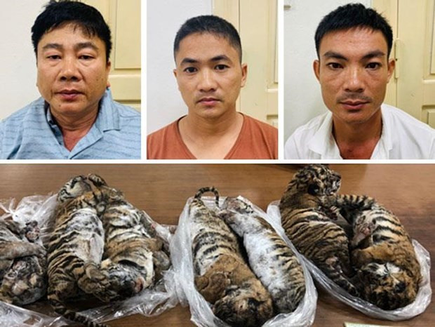 Man receives six-year jail term for transnational wildlife trading ảnh 1