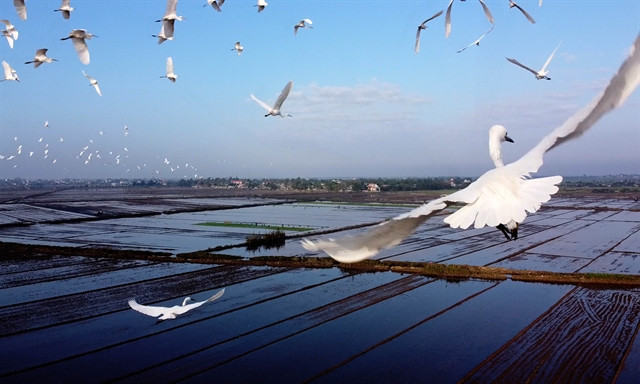 Thua Thien-Hue takes measures to protect wild birds ảnh 1 Thua Thien-Hue takes measures to protect wild birds ảnh 1