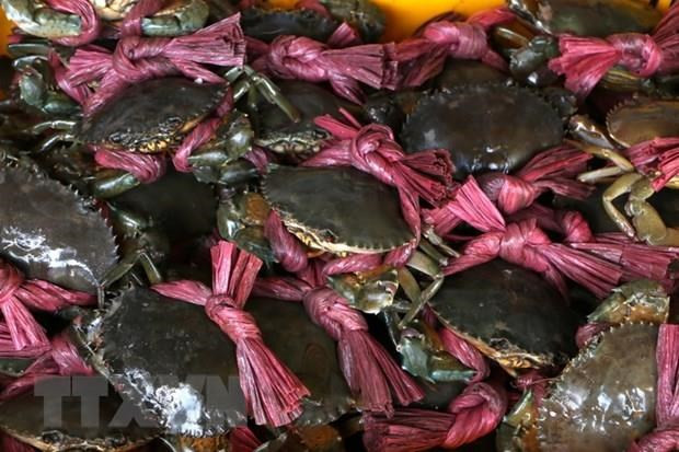 Tra Vinh farmers harvest mud crab for Tet, earn high profit ảnh 1 Tra Vinh farmers harvest mud crab for Tet, earn high profit ảnh 1