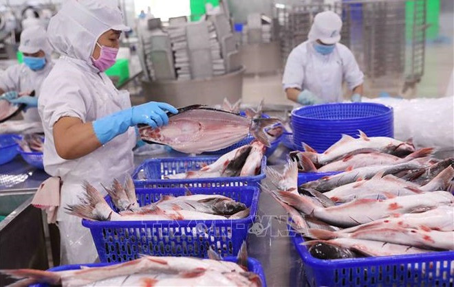 Fishery export declines in May ảnh 1 Fishery export declines in May ảnh 1