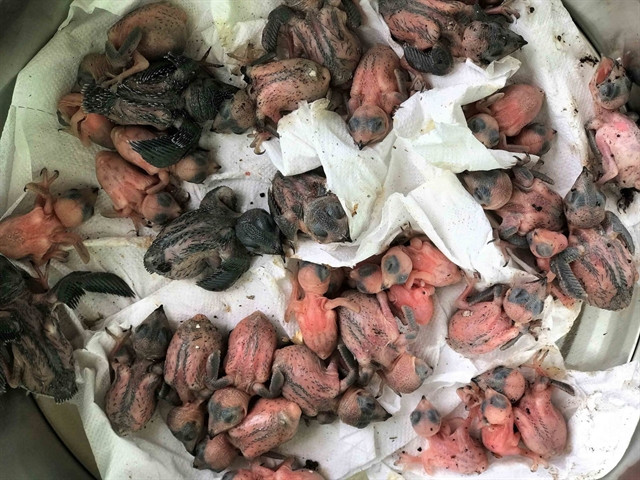 Quang Nam strives for sustainable development of swallows on Cu Lao Cham Island ảnh 1 Quang Nam strives for sustainable development of swallows on Cu Lao Cham Island ảnh 1