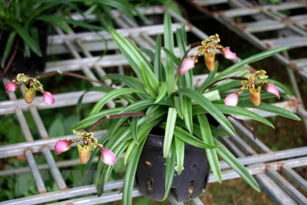 Three endangered orchid species successfully propagated ảnh 1 Three endangered orchid species successfully propagated ảnh 1