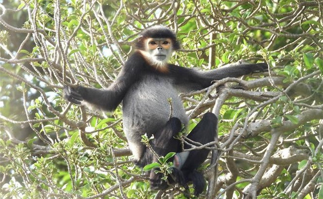 Endangered animals to be protected in Quang Ngai, Dong Nai provinces ảnh 2