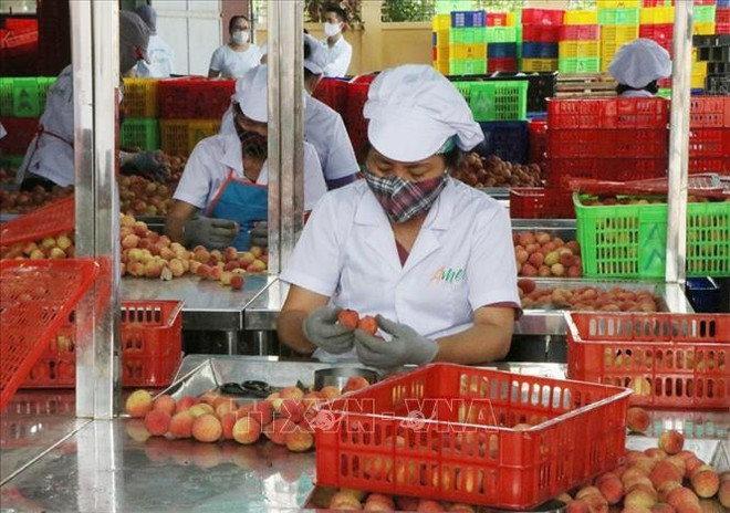 Hai Duong: Over half of estimated lychee output sold before main-crop harvest ảnh 1