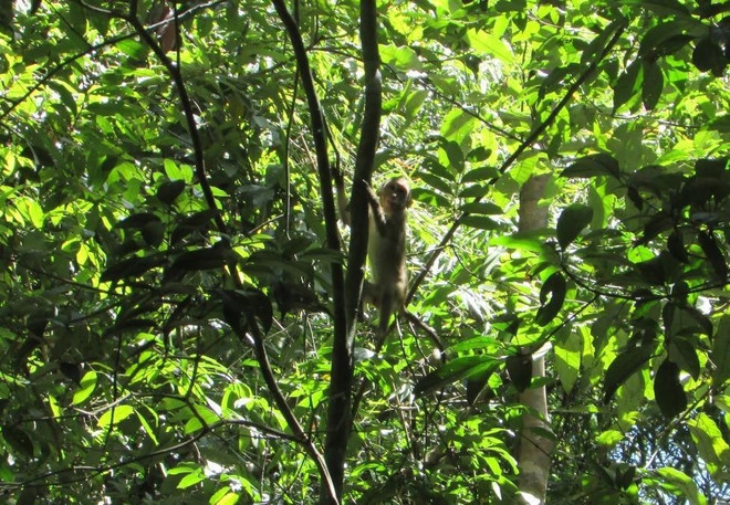 Binh Phuoc: Four wild animals released back to nature ảnh 1 Binh Phuoc: Four wild animals released back to nature ảnh 1