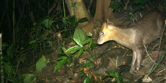 Thua Thien-Hue: Endangered muntjacs spotted in Phong Dien Nature Reserve ảnh 1 Thua Thien-Hue: Endangered muntjacs spotted in Phong Dien Nature Reserve ảnh 1