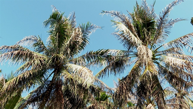 Country’s largest coconut growing province manages to control imported pest ảnh 1 Country’s largest coconut growing province manages to control imported pest ảnh 1