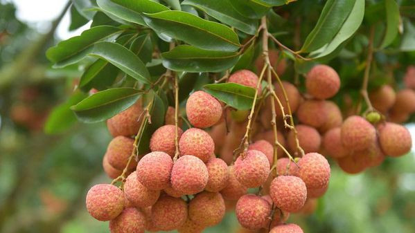 Bright prospects for fresh Vietnamese lychees in Australia ảnh 1 Bright prospects for fresh Vietnamese lychees in Australia ảnh 1