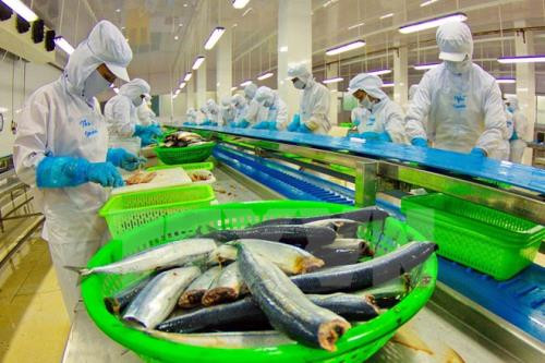 China likely becomes Vietnam’s biggest tra fish market ảnh 1