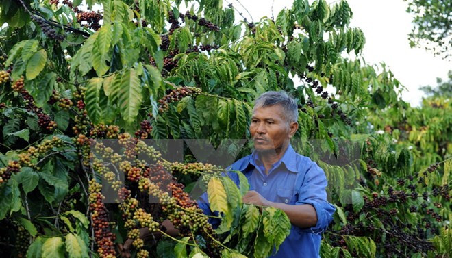 Vietnam’s coffee sector targets 5-6 billion USD export by 2030 ảnh 1