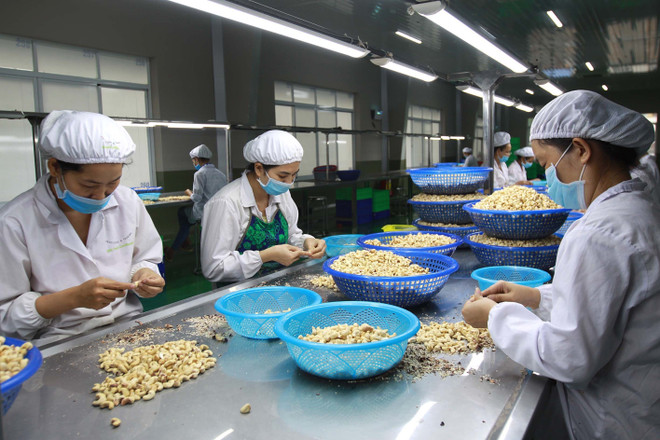 Processors gain right to label “Binh Phuoc” cashew products ảnh 1