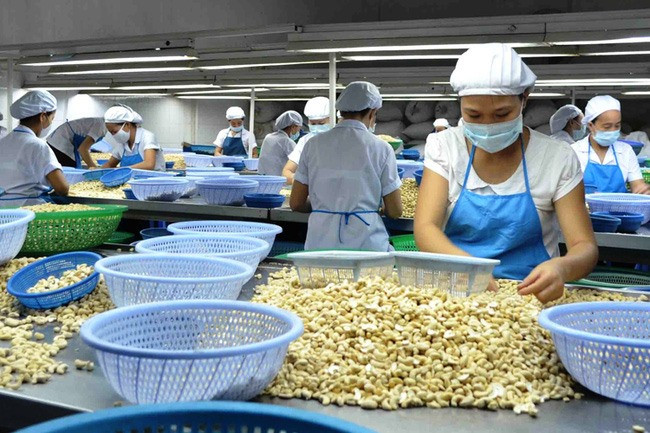 Local cashew industry to face challenges next year ảnh 1