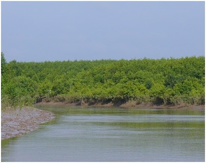 Mangrove forests used to breed aquatic species ảnh 1
