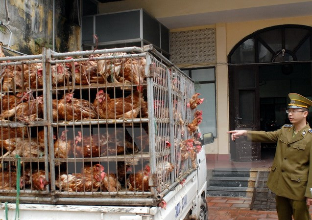 Ministry asks for concerted efforts to prevent poultry smuggling ảnh 1 Ministry asks for concerted efforts to prevent poultry smuggling ảnh 1