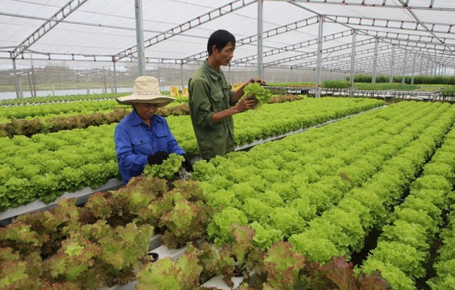 Vietnam works to boost organic farming ảnh 1 Vietnam works to boost organic farming ảnh 1