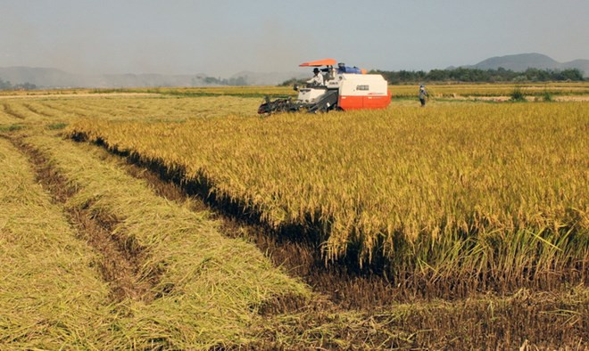 Dong Thap’s rice output reaches over 3.3 million tonnes ảnh 1 Dong Thap’s rice output reaches over 3.3 million tonnes ảnh 1
