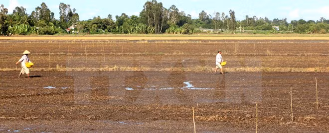 Tra Vinh loses 49.5 million USD due to drought, saline intrusion ảnh 1