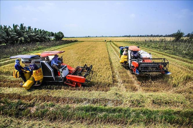 Mekong Delta faces challenge to reducing greenhouse gas emissions in rice farming ảnh 2