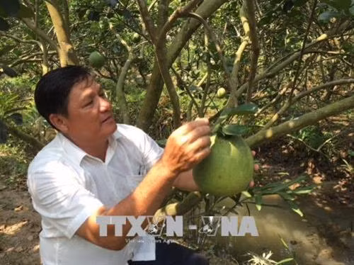 Ben Tre's pomelo earns geographical indication ảnh 1