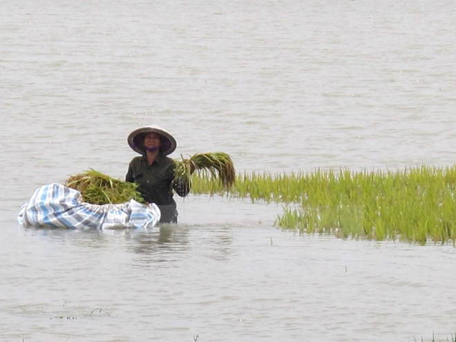 PM approves financial assistance to storm-hit northern provinces ảnh 1 PM approves financial assistance to storm-hit northern provinces ảnh 1