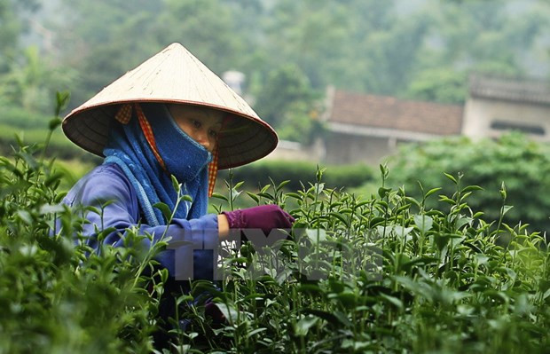 Thai Nguyen tea strives to access global market ảnh 1