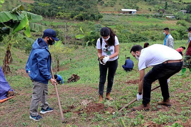 Israeli Embassy presents over 22,000 plants to farmers in Hoa Binh ảnh 1 Israeli Embassy presents over 22,000 plants to farmers in Hoa Binh ảnh 1