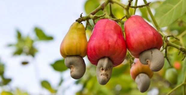 Cashew nut exports pick up in 2021 despite COVID-19 challenges ảnh 1 Cashew nut exports pick up in 2021 despite COVID-19 challenges ảnh 1