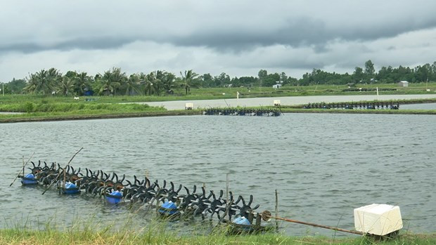 Shrimp farming holds numerous chances for recovery ảnh 1