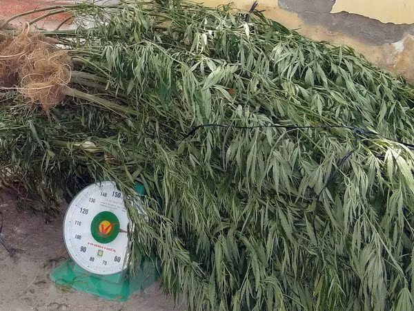 Nearly 7,300 marijuana plants uprooted in Dak Nong ảnh 1