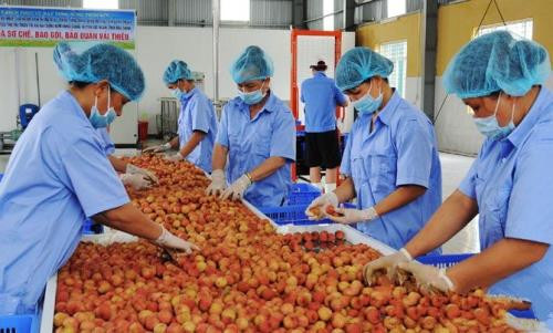 Solutions sought to reduce food losses ảnh 1