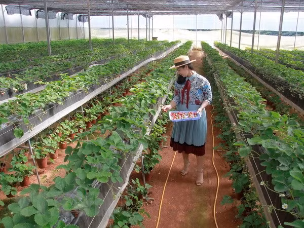 Market research to promote exports to Middle East ảnh 1