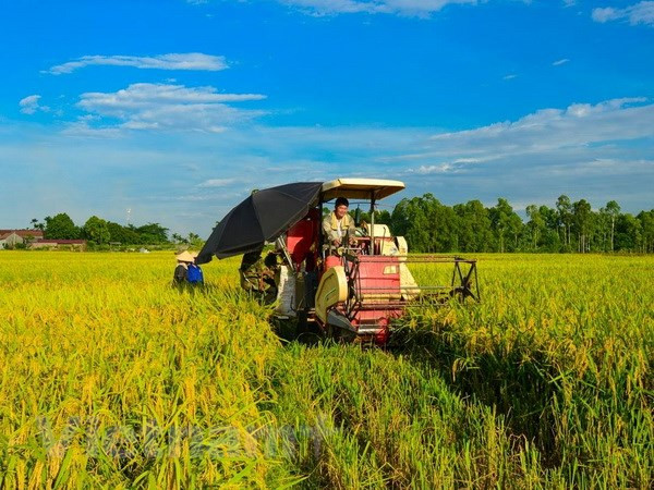 Organic rice project underway in Hai Phong ảnh 1