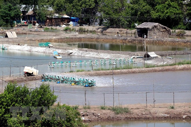 Tra Vinh: AMD project helps farmers adapt to climate change ảnh 1