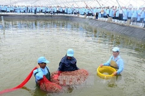 Bac Lieu refuses thermal power project ảnh 1 Bac Lieu refuses thermal power project ảnh 1