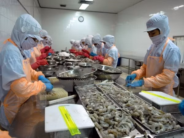 Binh Dinh works on hi-tech shrimp farming to raise export value ảnh 1